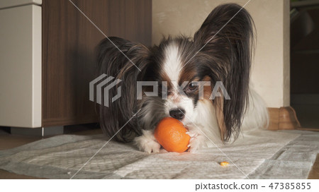 Papillon dog trying to peel tangerine peel 47385855