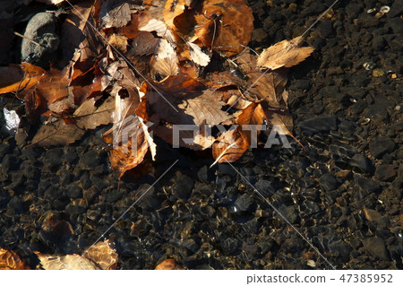 Fallen fallen leaves in the clear stream 47385952