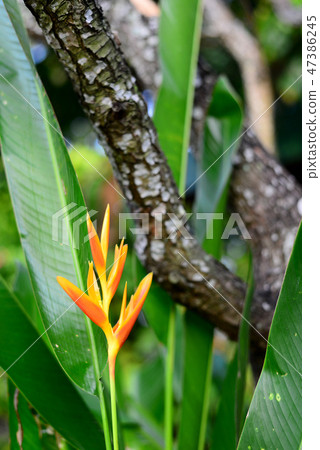Yellow Heliconia Flower on Wooden Bark Background Yellow Heliconia Flower on Wooden Bark Background 47386245