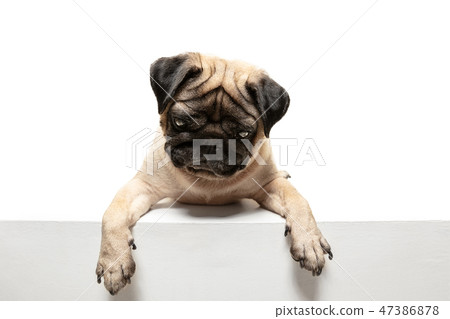 Cute pet dog pug breed sitting and smile with happiness feeling Cute pet dog pug breed sitting and smile with happiness feeling 47386878