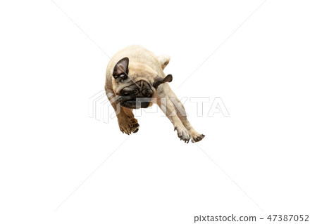 Cute pet dog pug breed jumping with happiness feeling Cute pet dog pug breed jumping with happiness feeling 47387052
