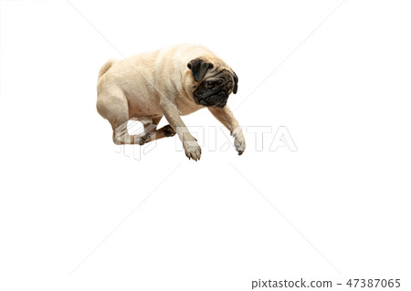 Cute pet dog pug breed jumping with happiness feeling 47387065
