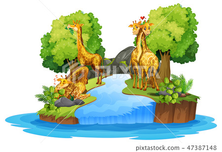 Giraffe on the isolated nature Giraffe on the isolated nature 47387148