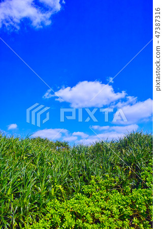 熱帶植物和雲彩和雲彩在東部平安長崎在宮古島 47387316