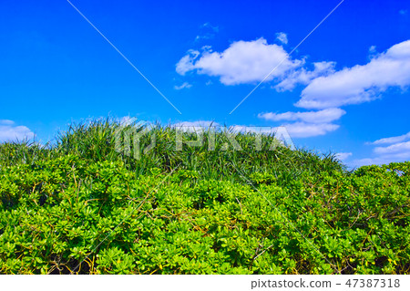 熱帶植物和雲彩和雲彩在東部平安長崎在宮古島 47387318