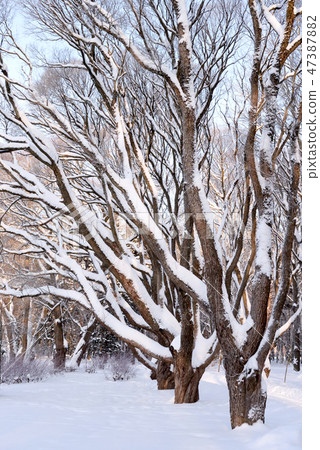 Tree branches covered with snow. Tree branches covered with snow. 47387882