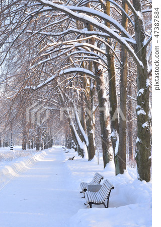 Park alley at winter. Park alley at winter. 47387884