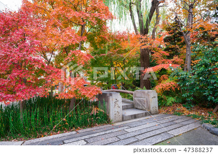 京都Harima Shrine的Ichijo橋和秋葉 47388237