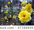 Rose of the Shilin official residence 47388499
