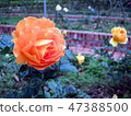 Rose of the Shilin official residence 47388500