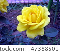 Rose of the Shilin official residence 47388501