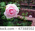 Rose of the Shilin official residence 47388502