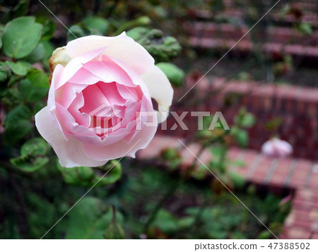 Rose of the Shilin official residence Rose of the Shilin official residence 47388502