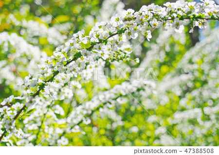 Spring, white flowers (Yukiyanagi) blooming in a warm sunny pool 47388508