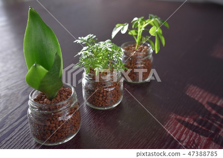 水培栽培觀葉植物“Sansebelia”，“Jacaranda”，“Chefrera”水培 47388785