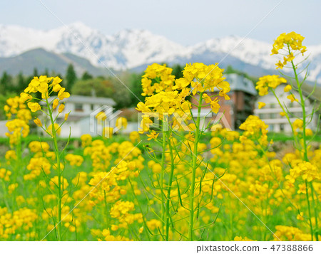 白馬村,油菜花開了,剩下的雪在雪山中發光 白馬村,油菜花開了,剩下的雪在雪山中發光 47388866