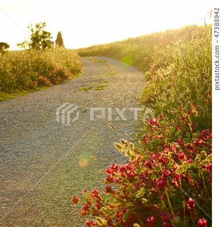 Tuscany summer roads 47388942