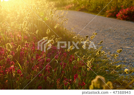 Tuscany summer roads 47388943