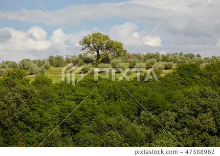 Spring Tuscany hills and meadows in Italy 47388962