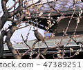 Brown-eared bulbul 47389251