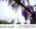 Sky tree at the back of the wisteria flower 47389354