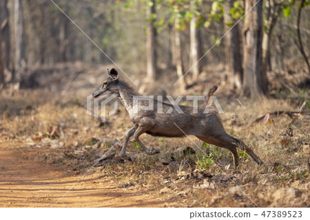Galloping Sambar Deer seen at Tadoba, Chandrapur Galloping Sambar Deer seen at Tadoba, Chandrapur 47389523