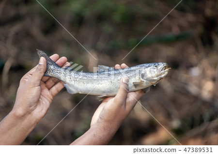 Trout Fish at Ooty, Ootacamund in Nilgiris, India Trout Fish at Ooty, Ootacamund in Nilgiris, India 47389531