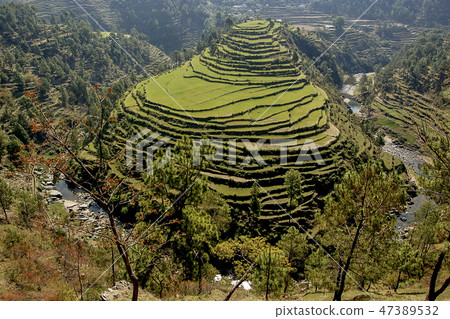 Terrace fields at Almora, Uttarakhand, India. Terrace fields at Almora, Uttarakhand, India. 47389532