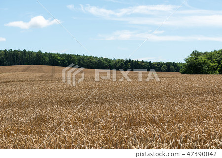 Wheat field 47390042