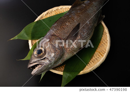 kuromutsu fish