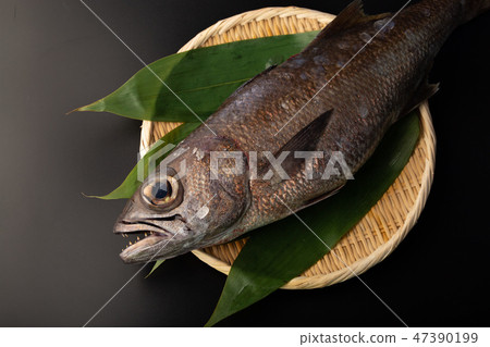 Kuromutsu fish Kuromutsu fish 47390199