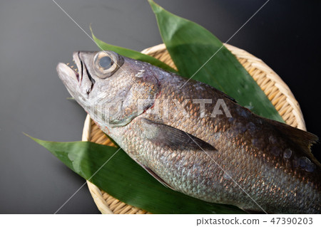 kuromutsu fish