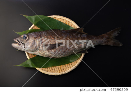 kuromutsu fish