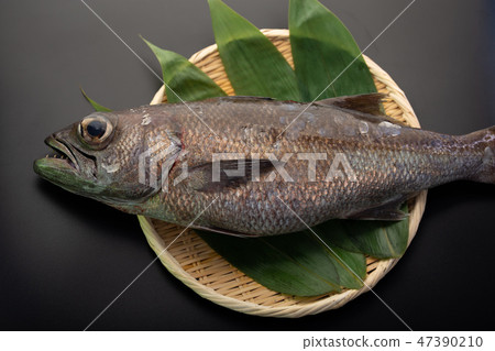 Kuromutsu魚 Kuromutsu魚 47390210