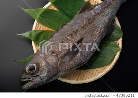 Kuromutsu魚 Kuromutsu魚 47390211