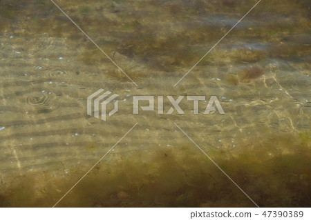 Little fish swim in sea water with algae. Shoal of fish. 47390389