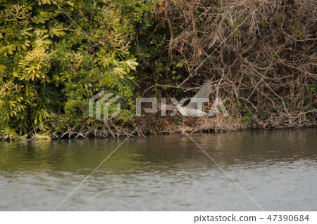 Flying winter bird Otaka Flying winter bird Otaka 47390684