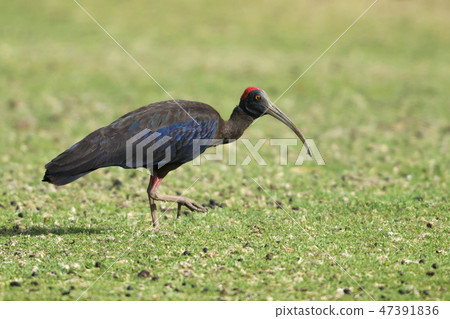 Red naped Ibis, Bera hills, Bera Jawai, Rajasthan 47391836