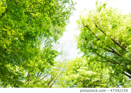 Fresh green and sunbeams 47392256