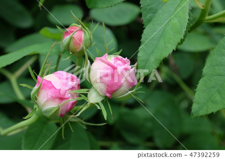 Bud of a rose 47392259