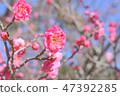 Beautiful plum blossoms 47392285