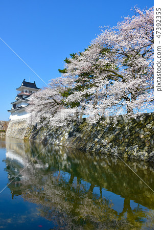 Toyama Castle Spring Cherry Blossom Castle 47392355