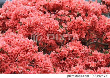 the Beautiful pink rhododendron flowers 47392474