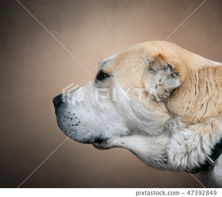 Central Asian Shepherd Dog. Alabai portrait 47392849