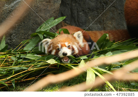 Cute red panda laying down 47392885