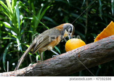 Small exotic bird in aviary park 47392886