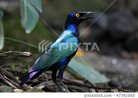 Small exotic bird in aviary park 47392888