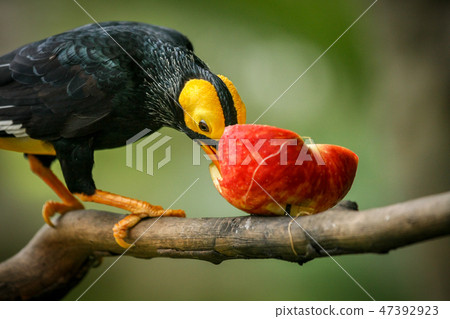 Yellow-faced myna in aviary park 47392923