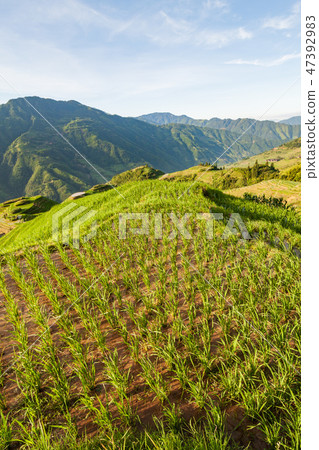 Longsheng rice terraces landscape in China Longsheng rice terraces landscape in China 47392983