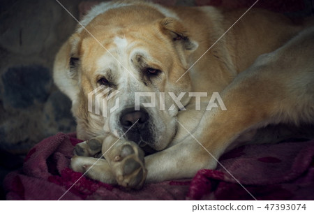 Central Asian Shepherd Dog. Alabai portrait Central Asian Shepherd Dog. Alabai portrait 47393074